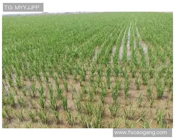 五谷丰登：探索五种主要农作物的种植技巧与经济价值